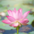 Spring Cleaning for the Soul: Declutter Your Mind and Beauty Routine
